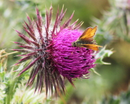 Nature Group wild flower walk on Whitesheet Hill near Stourhead